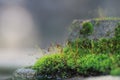 Moss sporophyte on cement building