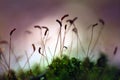 Moss sporophyte silhouettes lean to the spring sun, natural mess background texture, extreme shallow depth of field, bright bokeh