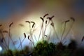 Moss sporophyte silhouettes in spring sunshine, colorful blurred clear background