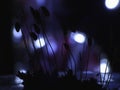 Moss - Sporophytes close up dark with lights - blurred background