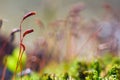 Moss sporophytes in the spring sun, natural colorful background texture, extremely shallow depth of field, bright bokeh
