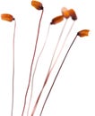 Moss sporophytes Royalty Free Stock Photo