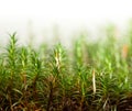 Moss with sporophytes Royalty Free Stock Photo