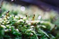 moss sporophytes macro texture, with rain drops on