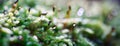 Moss sporophytes macro texture web banner,