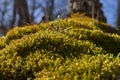 Moss sporophytes in oak tree