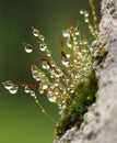 Moss with sporophytes and water droplets Royalty Free Stock Photo