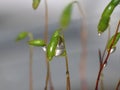 Moss - Sporophytes with water drops