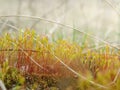 Moss in spring forest