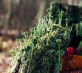 moss sprouted in long tubes on a sunny day looks like aliens