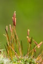 Moss sprouts gametophytes and sporophytes Royalty Free Stock Photo