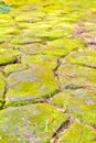 Moss on stepping stones in Japanese garden Royalty Free Stock Photo