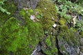 Moss sticks to the walls of the house.