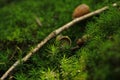 moss still life in a forest Royalty Free Stock Photo