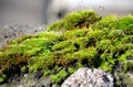 Moss on stone Royalty Free Stock Photo
