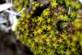 Moss on the stone