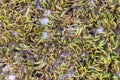 Green moss stone background closeup grass rock mossy rocky texture lichen rocks forest macro close up wall stones surface boulder Royalty Free Stock Photo