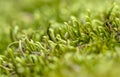 Close up details over green moss stone texture Royalty Free Stock Photo