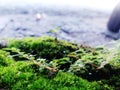 Moss and stone tropis Royalty Free Stock Photo