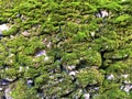 Moss, stones, cliff, nature and beauty