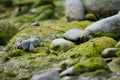 Moss and Stones close to a River in Italy with leaves and branch Royalty Free Stock Photo