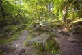 Moss stones in the forest