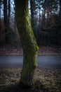 Moss-strewn and meandering tree Royalty Free Stock Photo