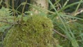 Moss on stump in the forest. Old timber with moss in the forest. Stump green moss spruce pine coniferous tree forest Royalty Free Stock Photo