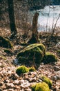 Moss on a stump in the forest Royalty Free Stock Photo