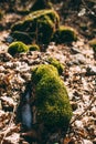 Moss on a stump in the forest Royalty Free Stock Photo