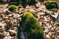 Moss on a stump in the forest Royalty Free Stock Photo