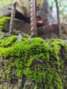 moss that survives in this vast universe Royalty Free Stock Photo