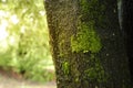 Moss on the tamarind Royalty Free Stock Photo