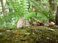 Forest detail of moss tapestry with ferns and dry leaves