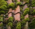 Moss on Terracotta Roof Tiles