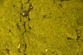 Moss texture, background with copy space. crack background Royalty Free Stock Photo