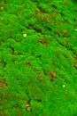 Moss texture, background with copy space. crack background Royalty Free Stock Photo