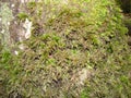 Seamless close up green brown moss texture. A fresh grass seamless pattern. Royalty Free Stock Photo