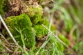 Moss texture. Moss background. Green moss on grunge texture, background. Royalty Free Stock Photo