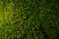 Moss texture. Moss background. Green moss on grunge texture, background Royalty Free Stock Photo