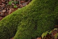Moss texture. Moss background. Green moss on grunge texture, background Royalty Free Stock Photo