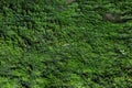 Moss texture. Moss background. Green moss on grunge texture, background. Royalty Free Stock Photo
