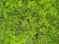 Moss texture. Moss background. Green moss on grunge texture, background. Royalty Free Stock Photo