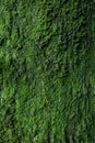 Moss texture. Moss background. Green moss on grunge texture, background. Royalty Free Stock Photo