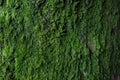 Moss texture. Moss background. Green moss on grunge texture, background. Royalty Free Stock Photo