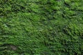 Moss texture. Moss background. Green moss on grunge texture, background. Royalty Free Stock Photo
