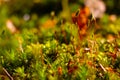 Moss texture. Moss background. Green moss on grunge texture. Royalty Free Stock Photo