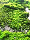 Moss texture. Beautiful green moss on the floor, moss closeup, macro. background of moss for wallpaper Royalty Free Stock Photo