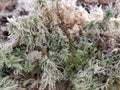 Moss texture. Moss closeup. Moss dried. Background Royalty Free Stock Photo