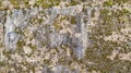 Moss texture covered old concrete wall background with copy space Royalty Free Stock Photo